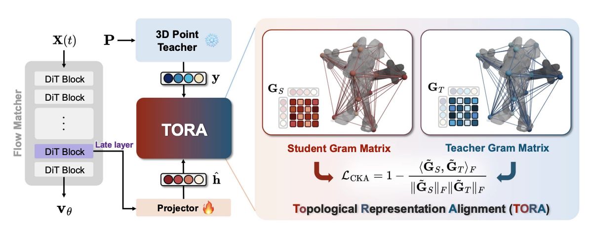 TORA: Topological Representation Alignment for 3D Shape Assembly